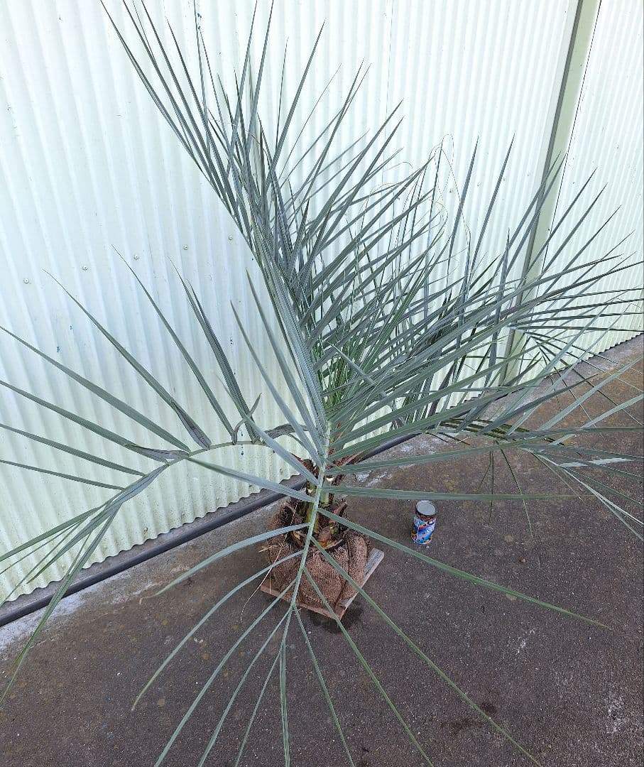 ココスヤシ　(345)　※スーパー　シルバーリーフ