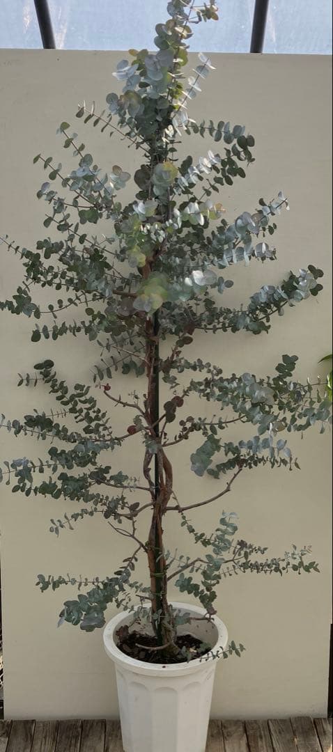 ユーカリ　シネレア　銀丸葉ユーカリ　常緑樹