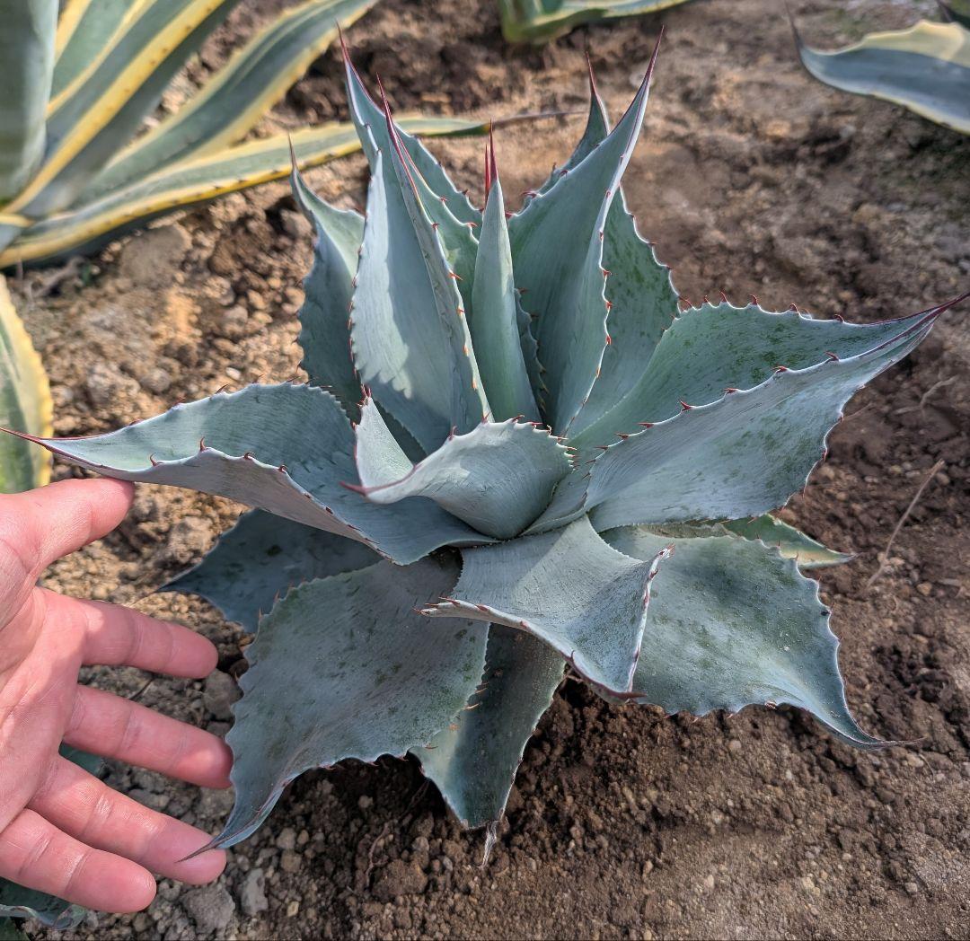 シンボルプランツに最適! アガベ☆ オバティフォリア 実生株　ドライガーデン映え