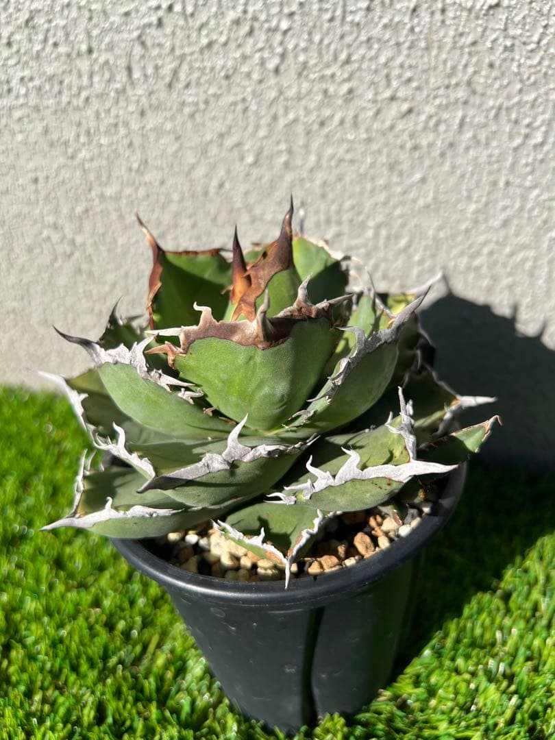 アガベ 黒犀牛　OC 親株出品　中株　コレクション株　現物出品