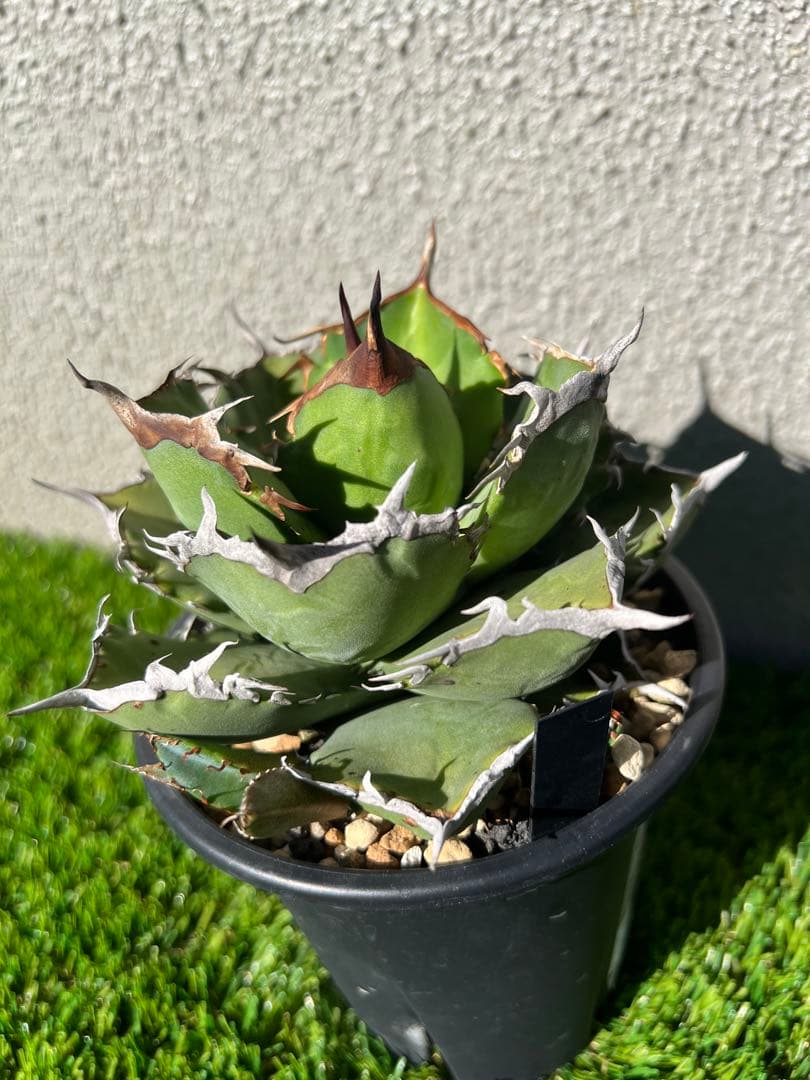 アガベ 黒犀牛　OC 親株出品　中株　コレクション株　現物出品