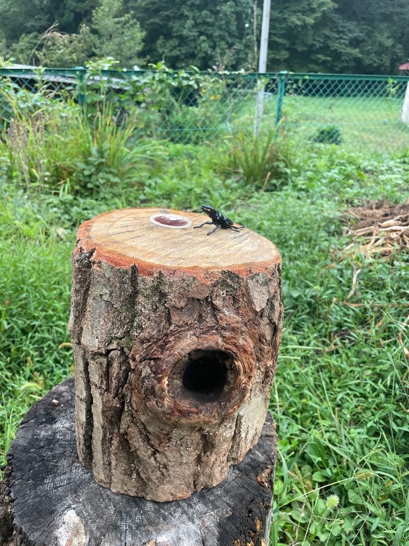 クワリウム　特大サイズ　シェルター　登り木　エサ台