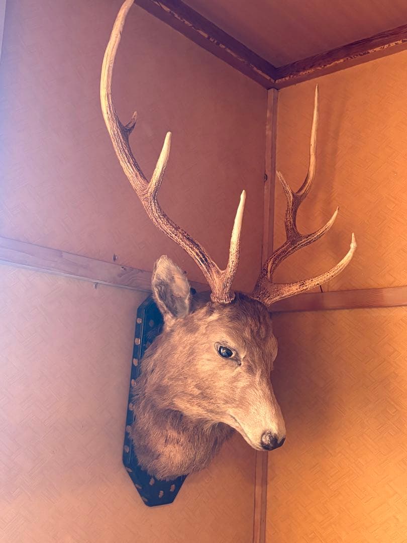 蝦夷鹿 ハンティングトロフィー 剥製