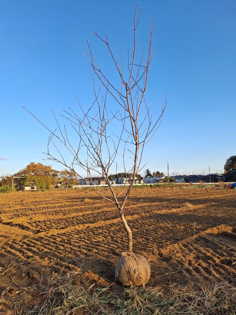 希少 アーモンド の木 ーー自然樹形 シンボルツリー 花木 桜 バラ科 ーー