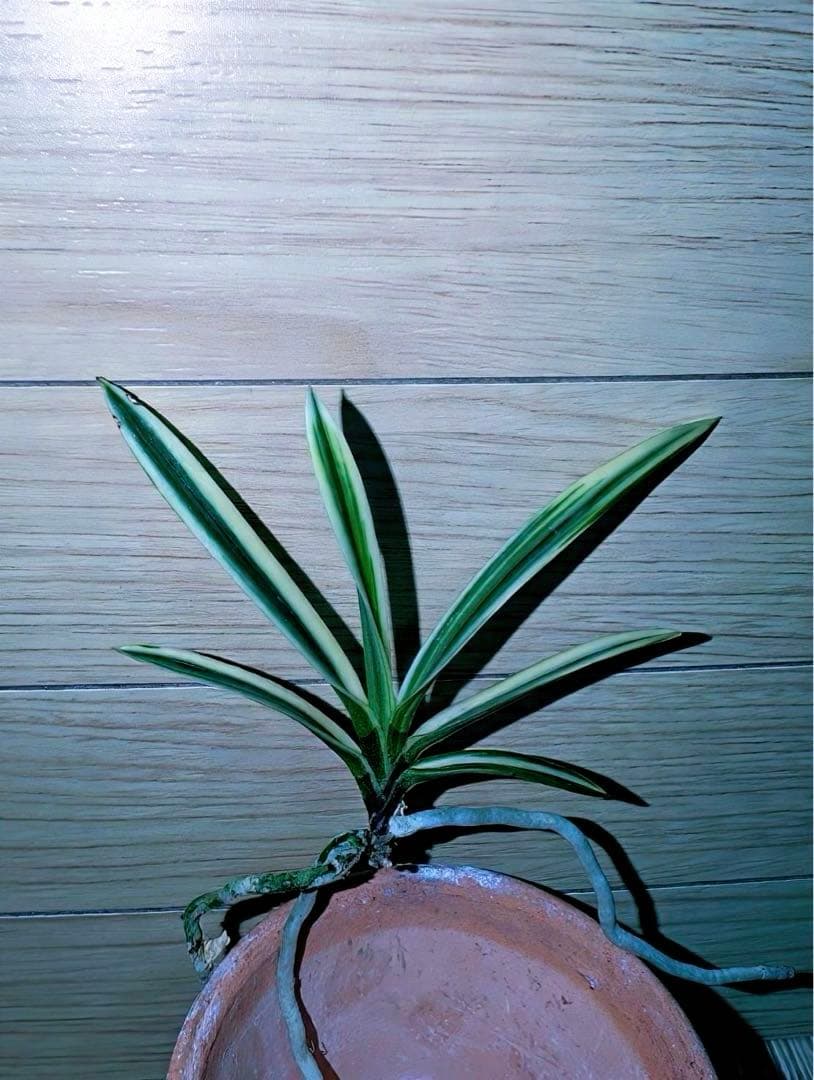 富貴蘭「大観」