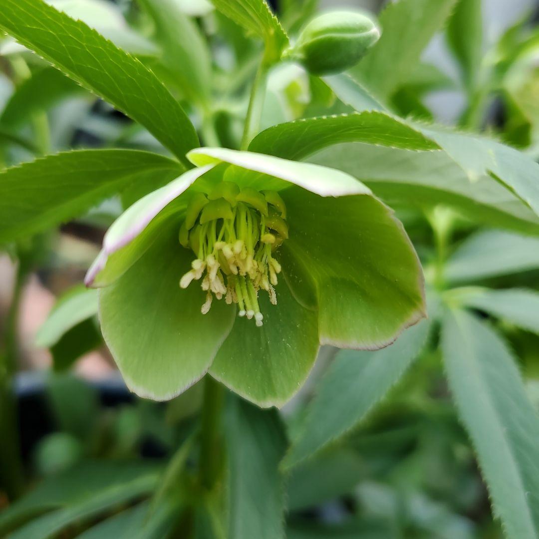 クリスマスローズ苗