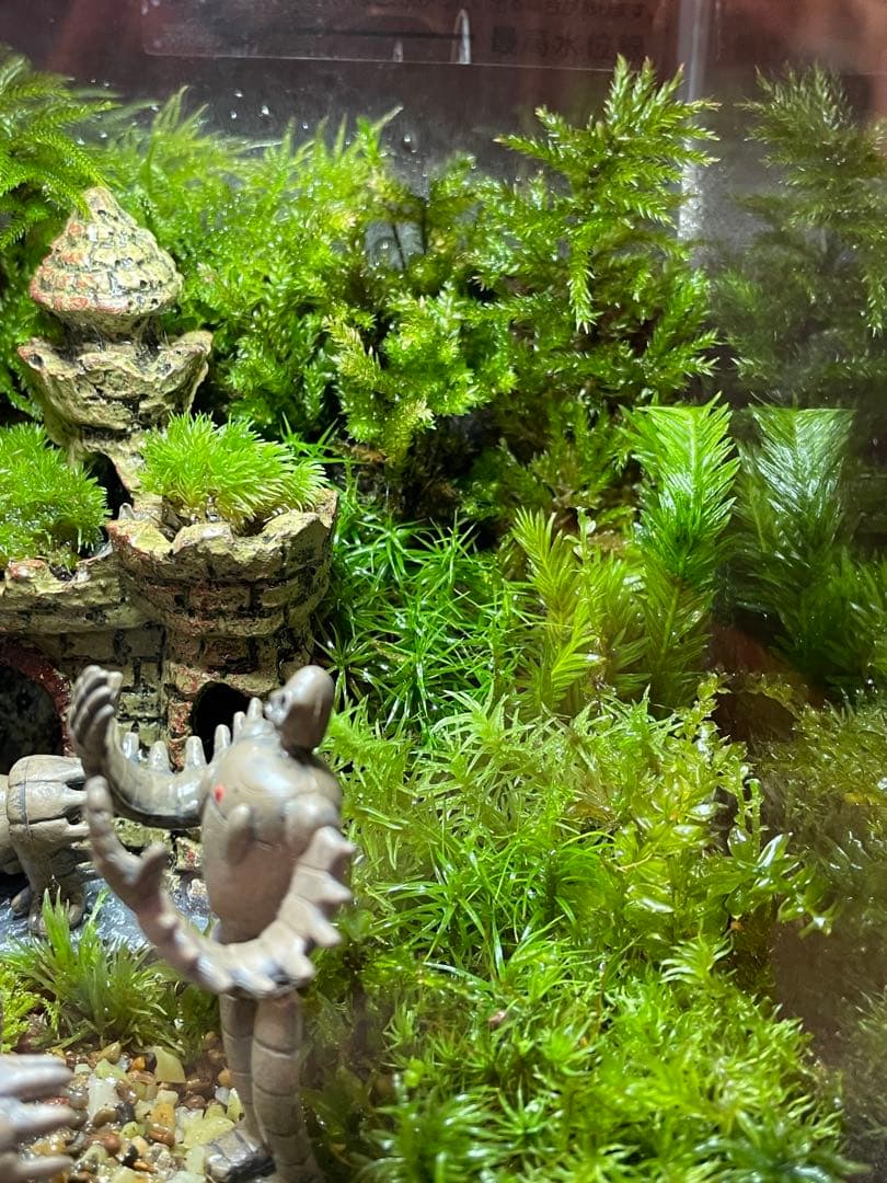 専用商品　苔テラリウム+ライト付　⑦