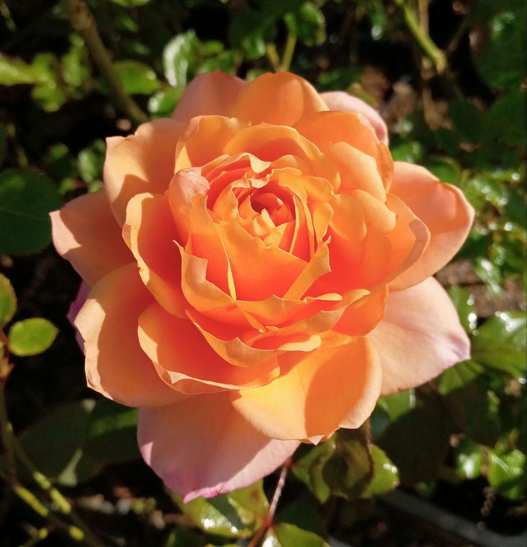 ricp*玉葱苗→プロフ見てください✤✼