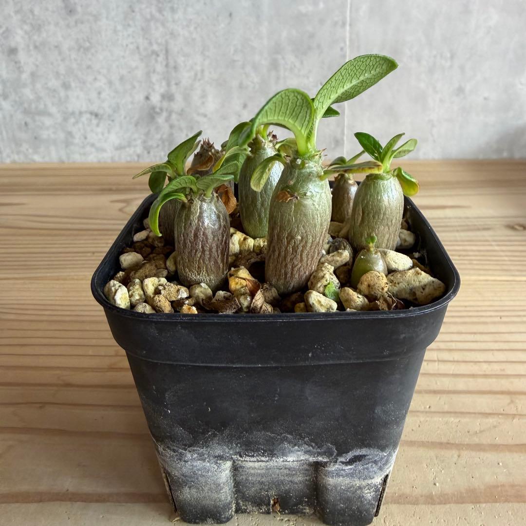 9株セット　パキポディウムウィンゾリー 国内実生株