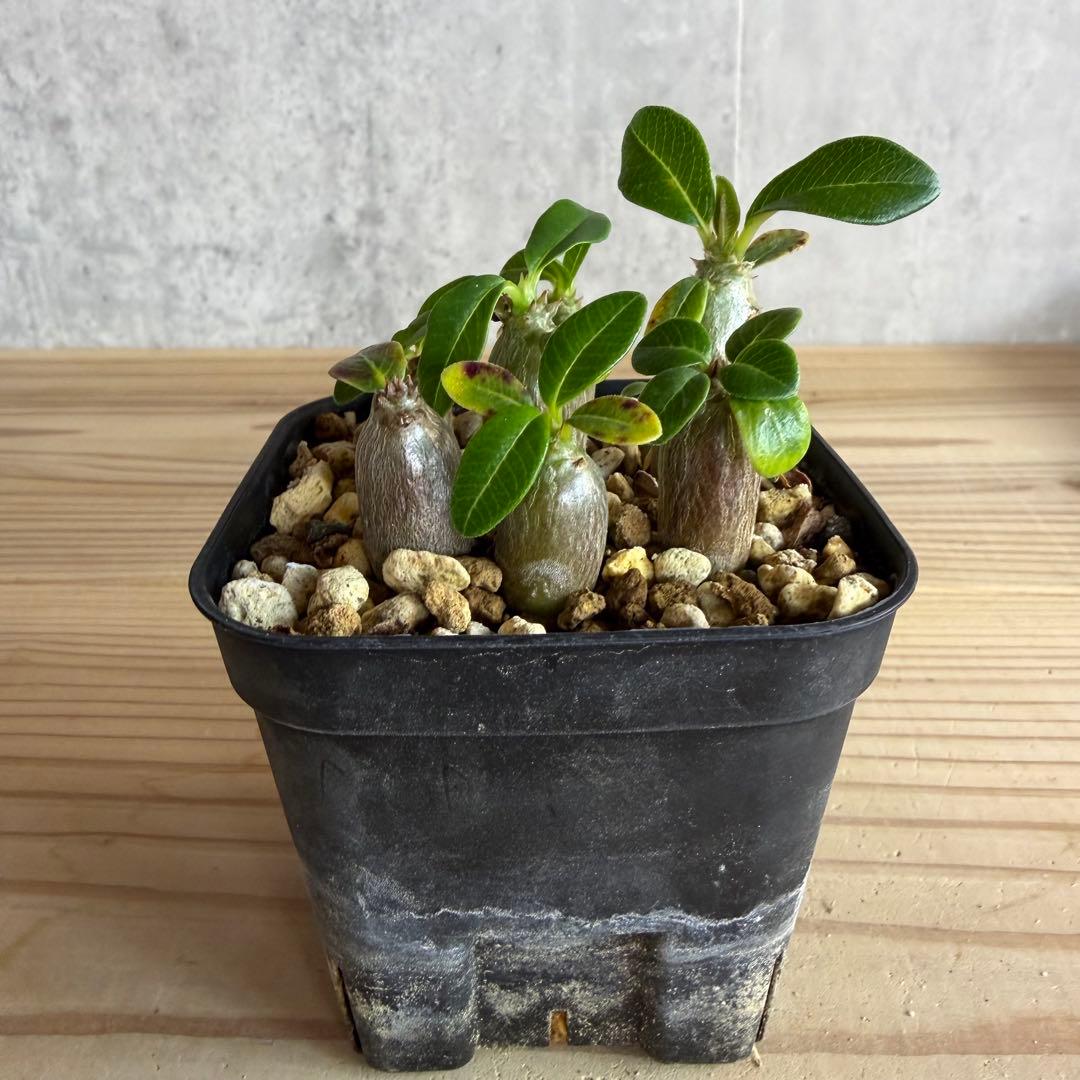 9株セット　パキポディウムウィンゾリー 国内実生株