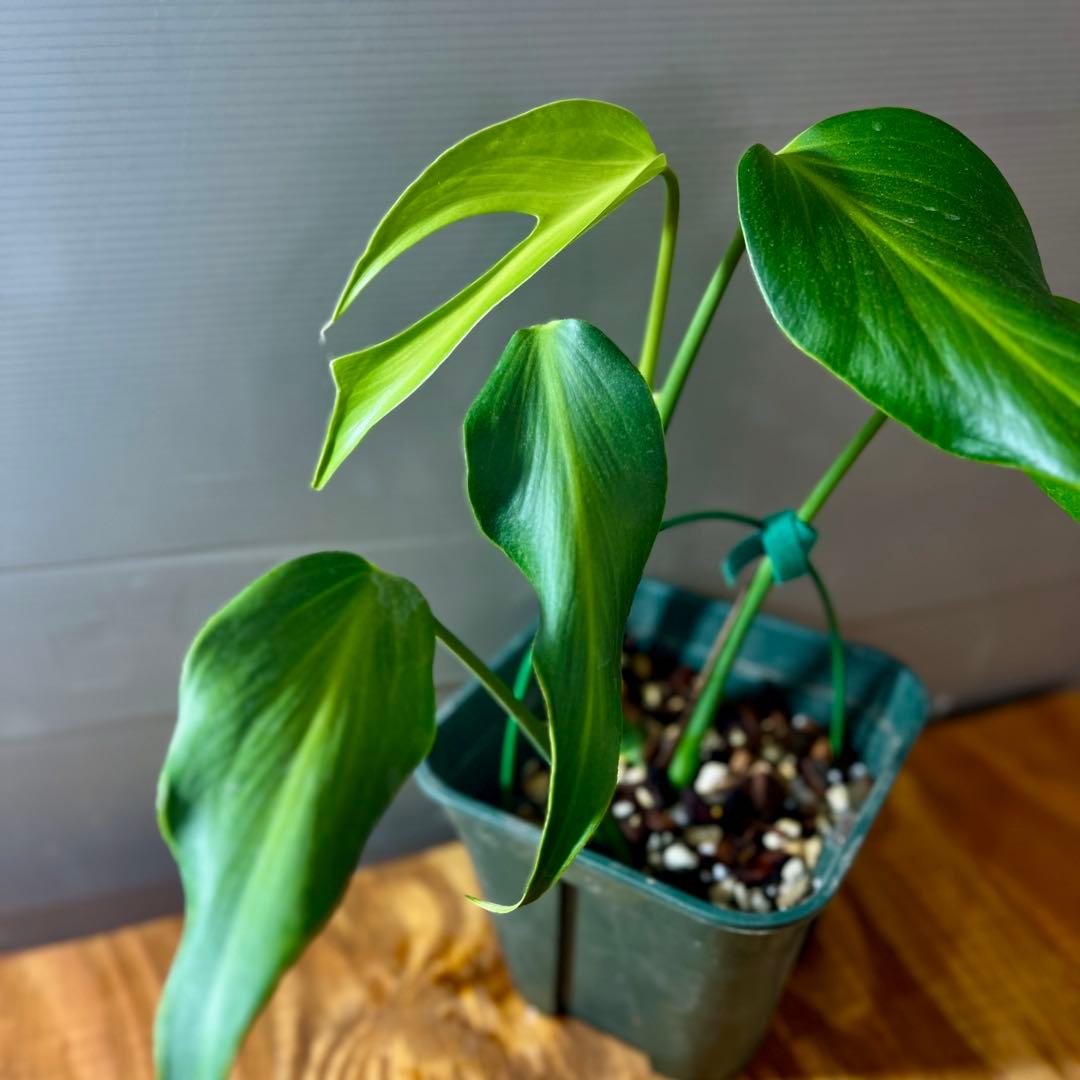 モンステラ　バールマルクスフレーム　大きめサイズ