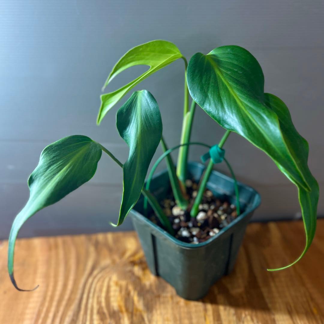 モンステラ　バールマルクスフレーム　大きめサイズ