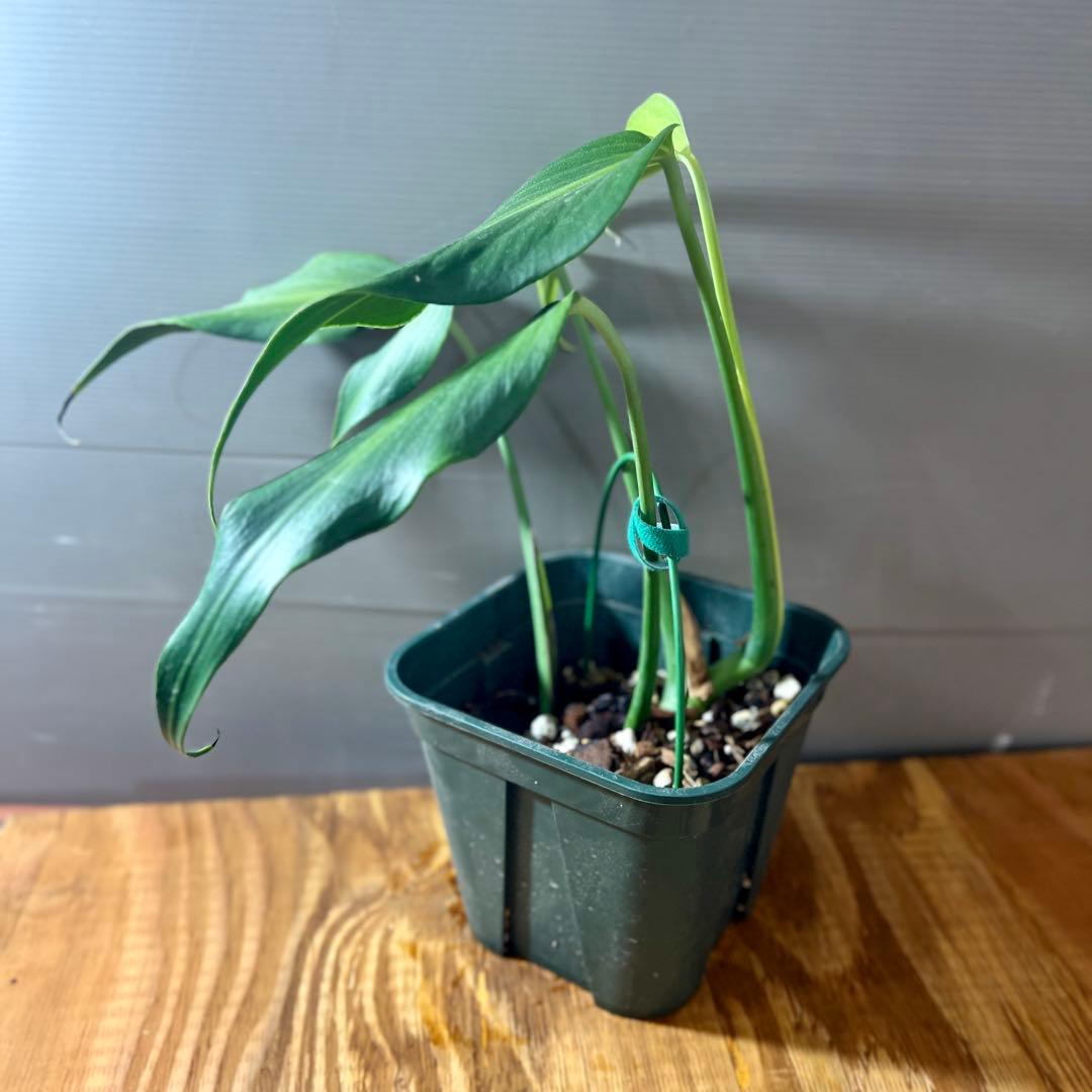 モンステラ　バールマルクスフレーム　大きめサイズ