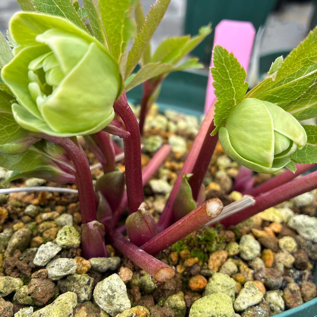 クリスマスローズ　白抜　赤軸　超希少　グリーンオーレア　ゴールド　７寸