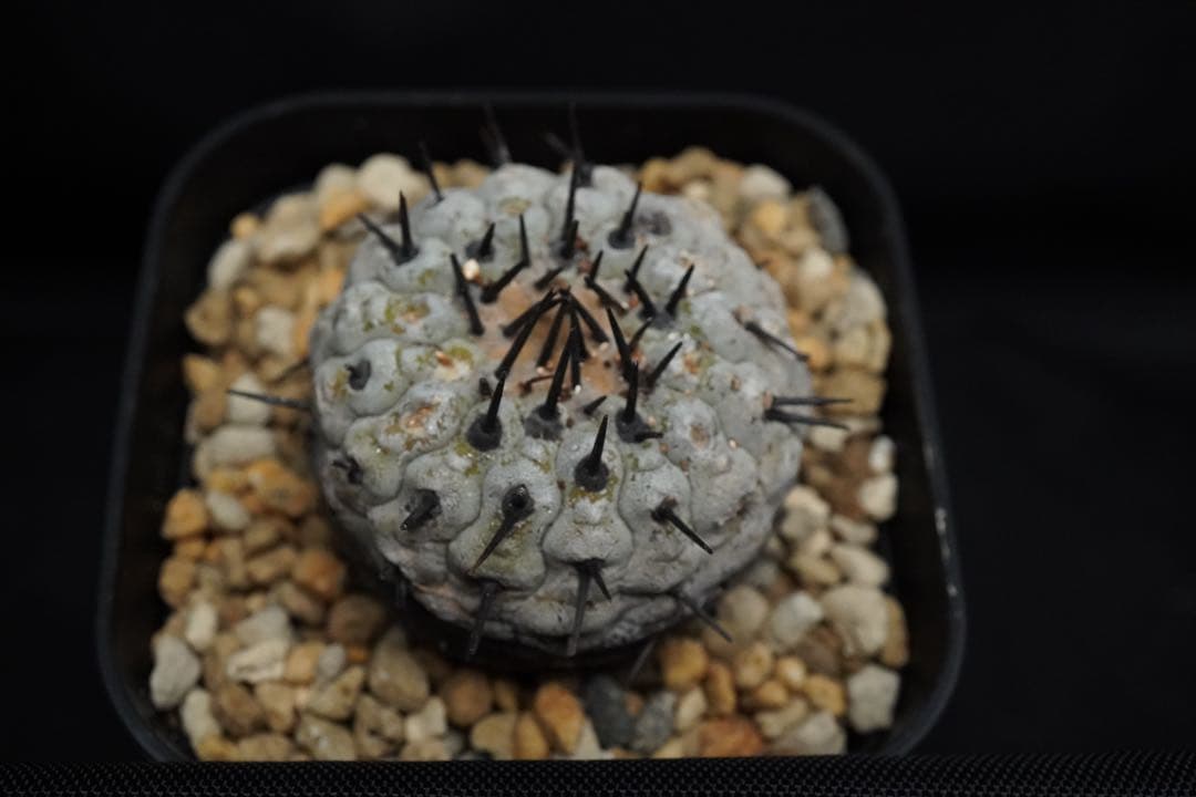 5 発根済み 孤竜丸 コピアポア シネレア コルムナアルバ copiapoa