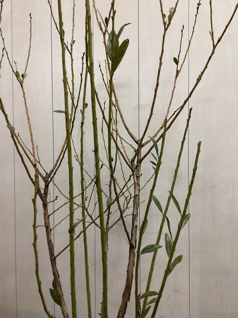 ブルーベリー　ピンクレモネード　特大株　８寸植　果樹苗木　果実苗木　果樹苗　6