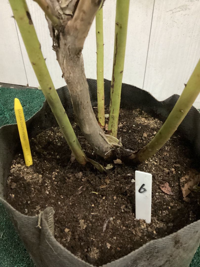 ブルーベリー　ピンクレモネード　特大株　８寸植　果樹苗木　果実苗木　果樹苗　6