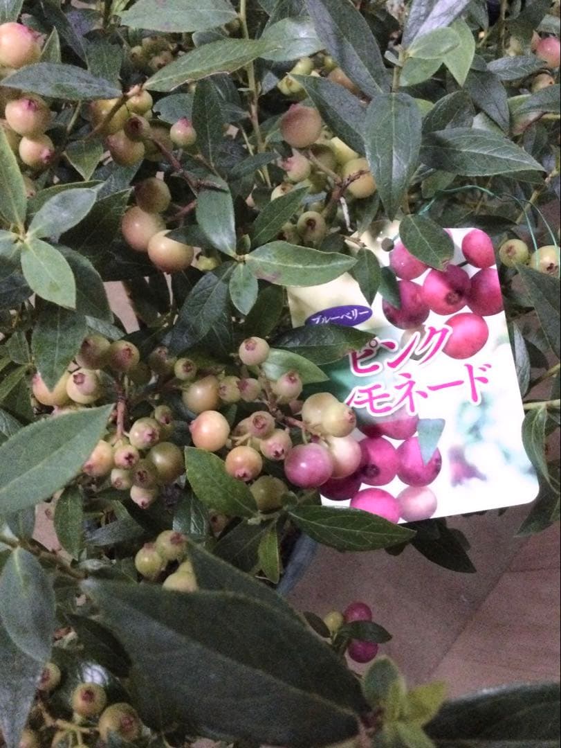 ブルーベリー　ピンクレモネード　特大株　８寸植　果樹苗木　果実苗木　果樹苗　6
