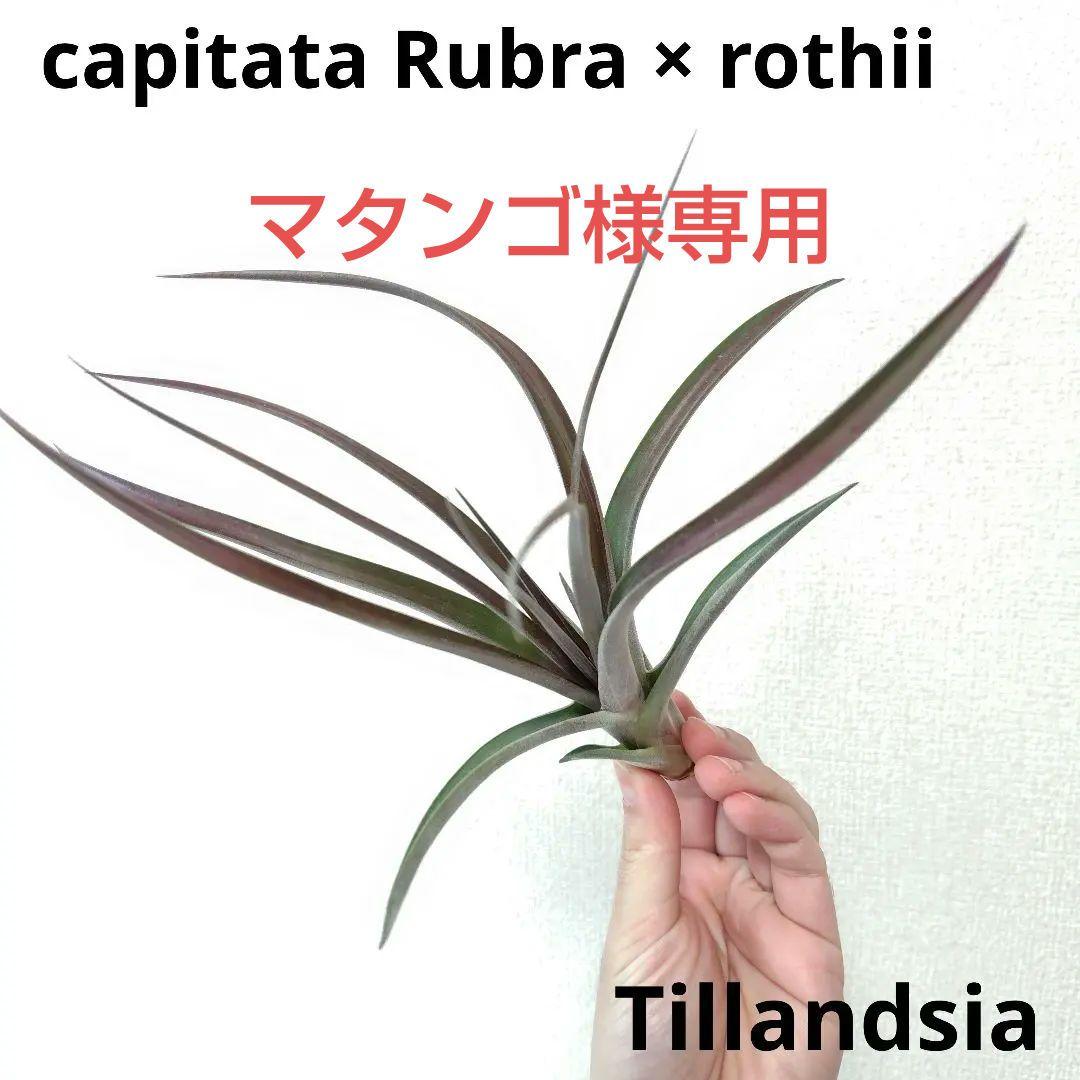 チランジア カピタータルブラ × ロシー