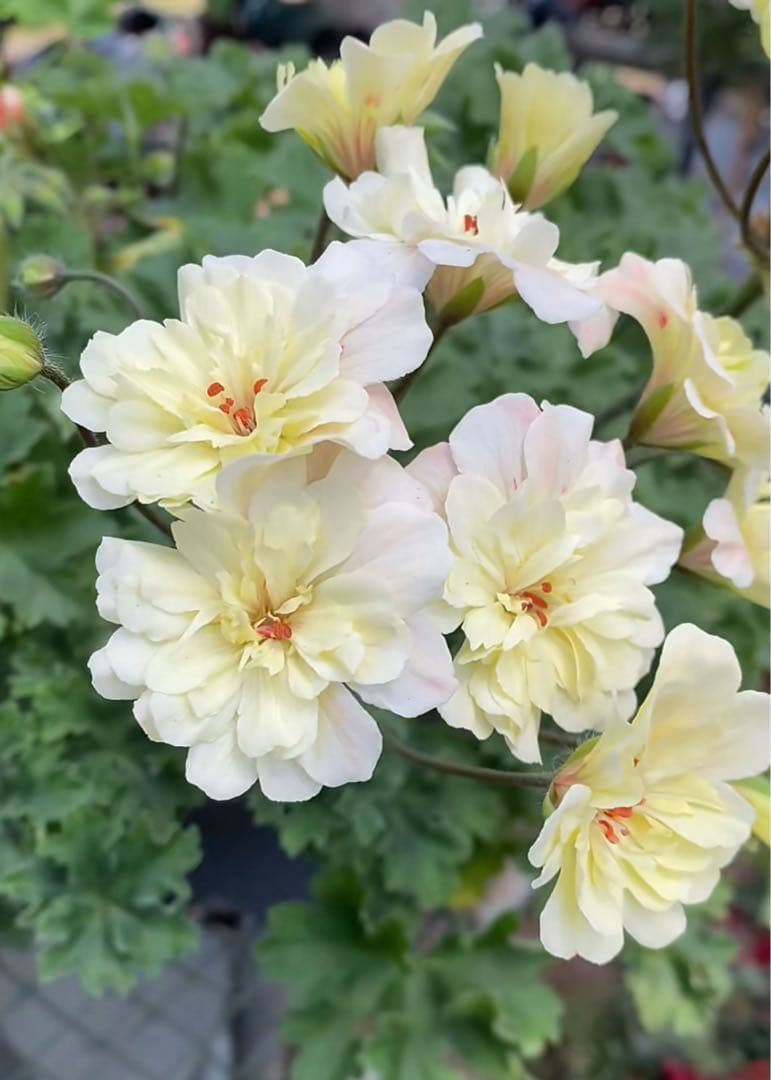 珍しい黄色ゼラニウム苗