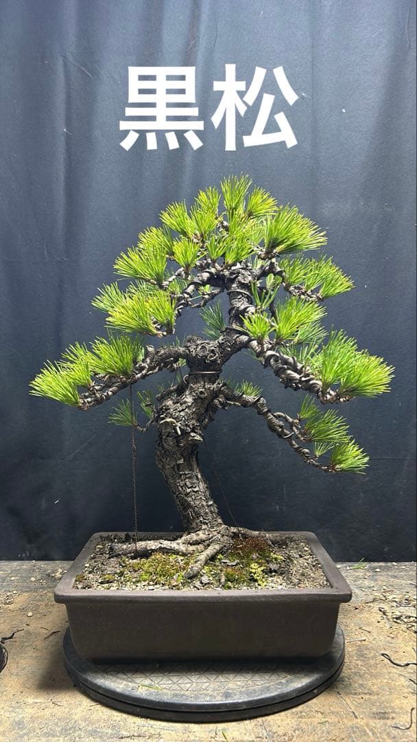 黒松 盆栽 中品 大品 模様木