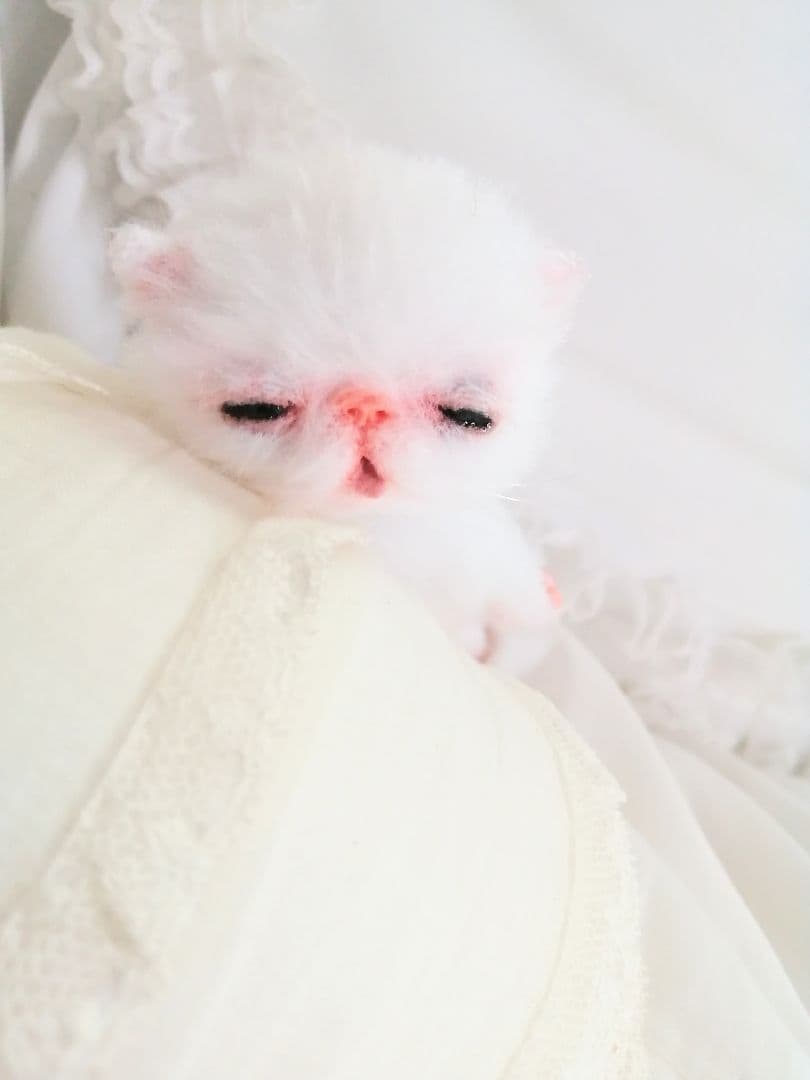 生後15日♡やわむぎゅ♡子猫ちゃん♡アートドール♡ぬいぐるみ♡