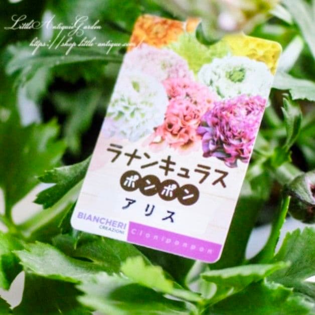 宿根草【タグ付】ラナンキュラスポンポン『アリス』４号【フェミニン】ポット苗　発送