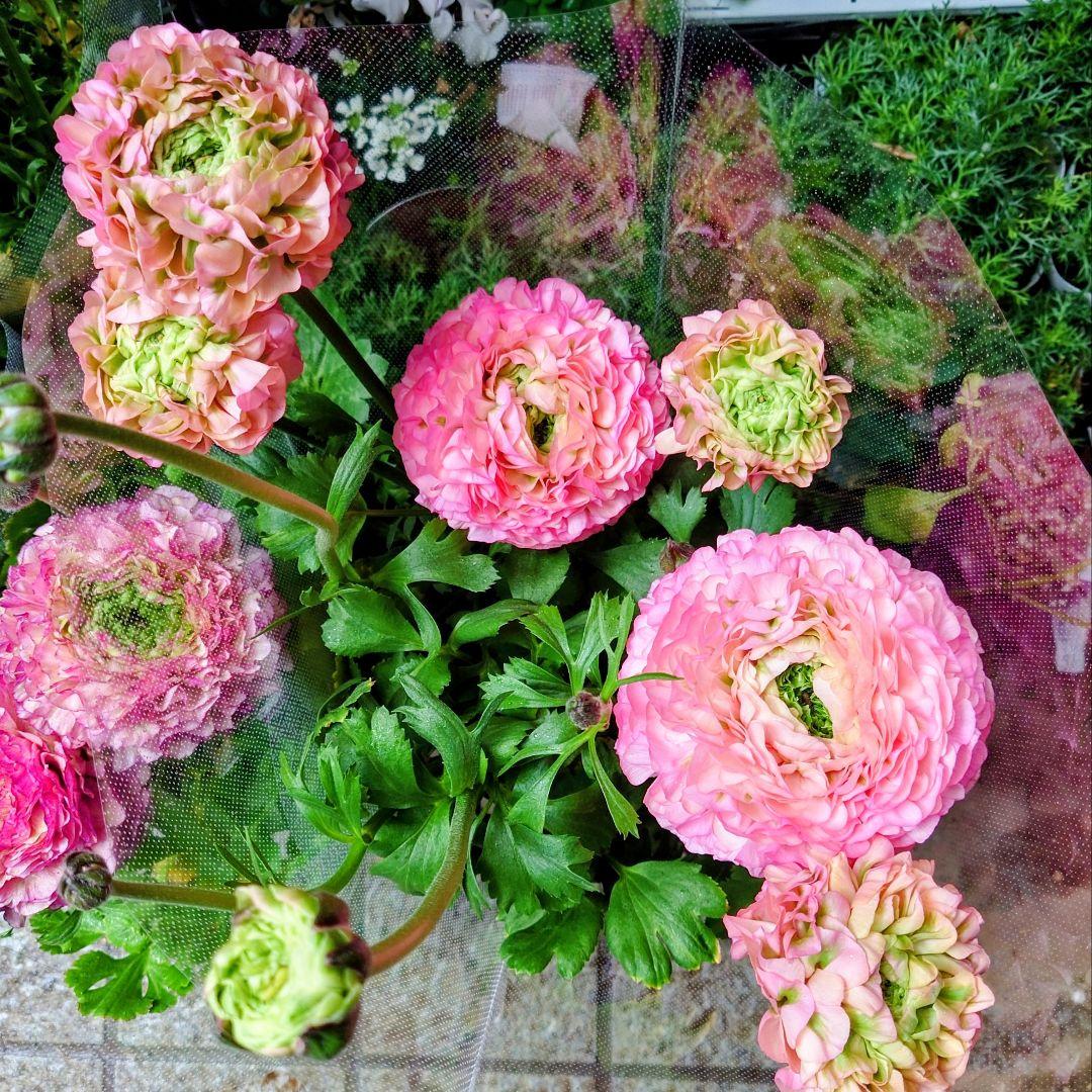 宿根草【タグ付】ラナンキュラスポンポン『アリス』４号【フェミニン】ポット苗　発送