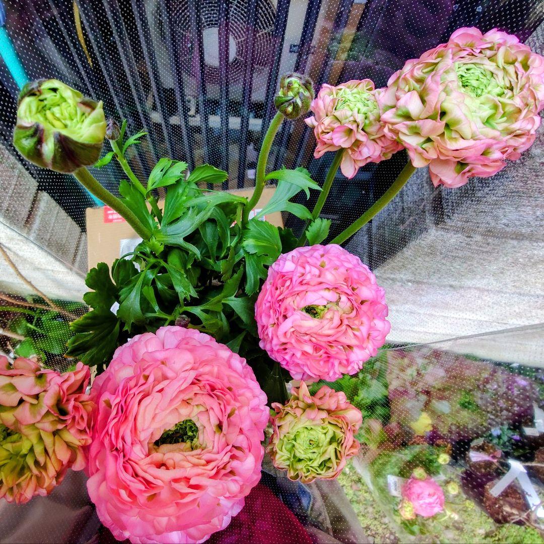 宿根草【タグ付】ラナンキュラスポンポン『アリス』４号【フェミニン】ポット苗　発送