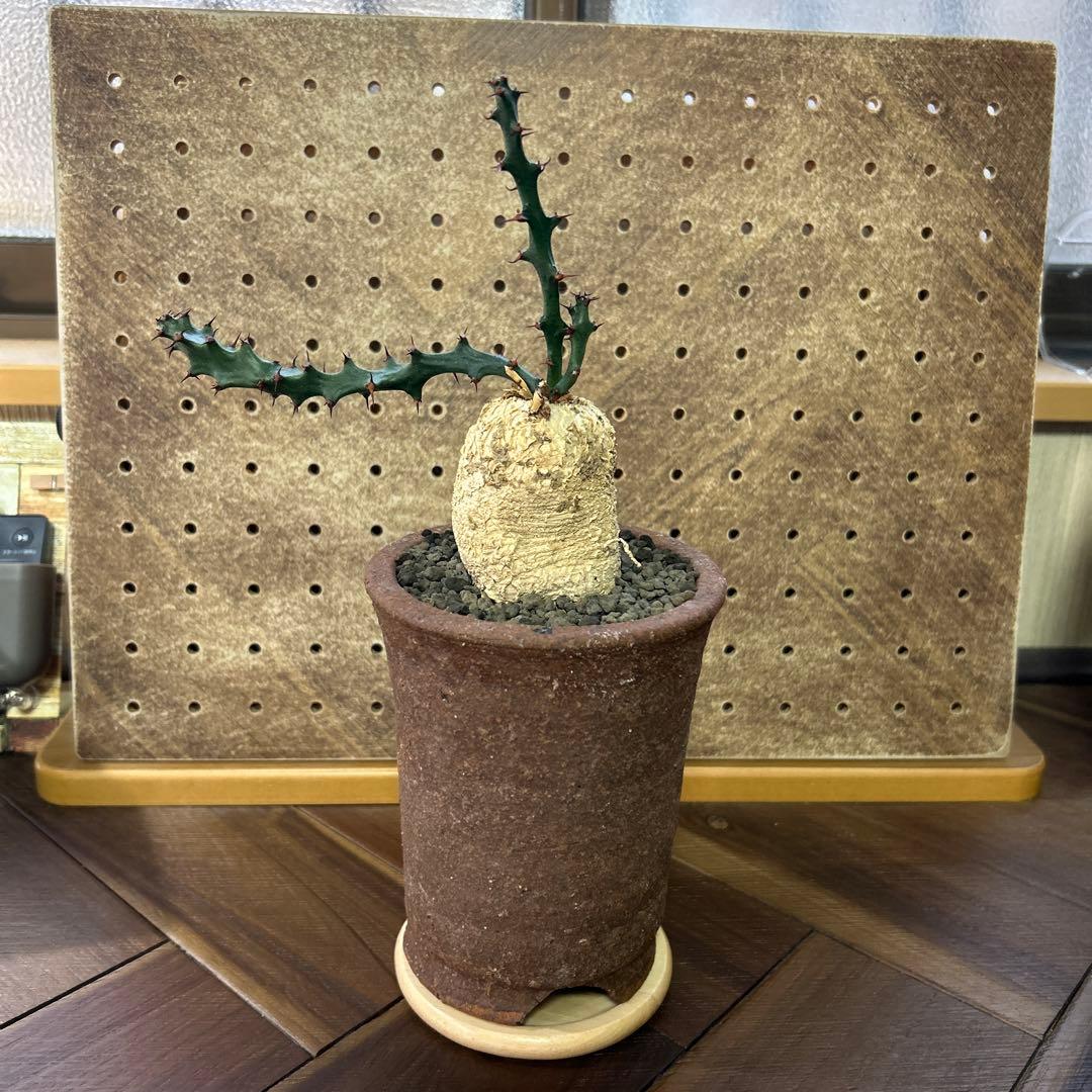 レア！大株 ユーフォルビア スクアローサ 奇怪ヶ島 現地球