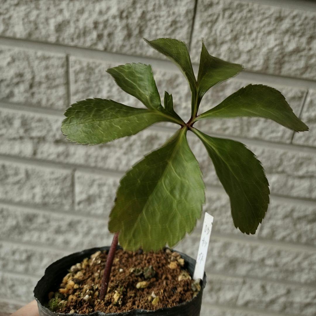 クリスマスローズ　dd　利休　2年株　1 苗　鉢　バラ