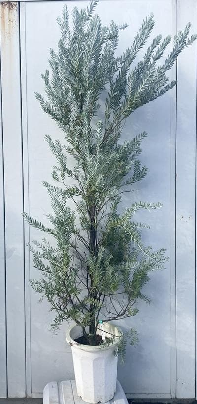 《現品》アカシア　ブルーブッシュ　樹高1.8ｍ（鉢含まず）41【コベニー/苗木】