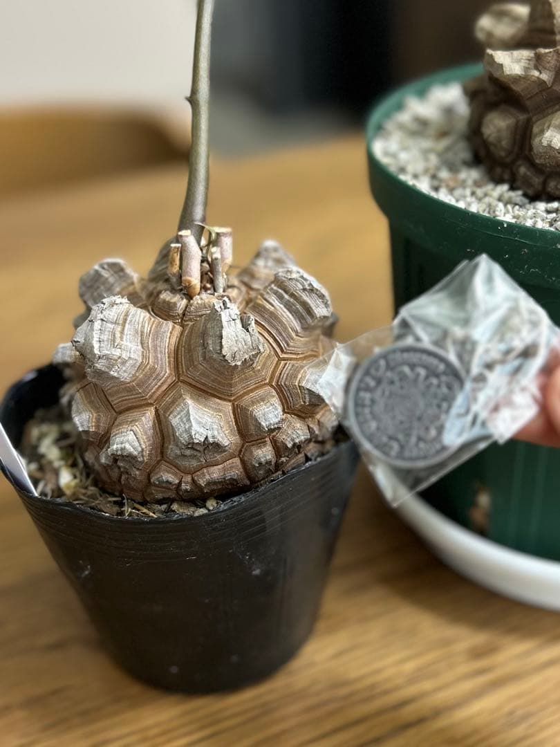 亀甲竜+キーホルダー