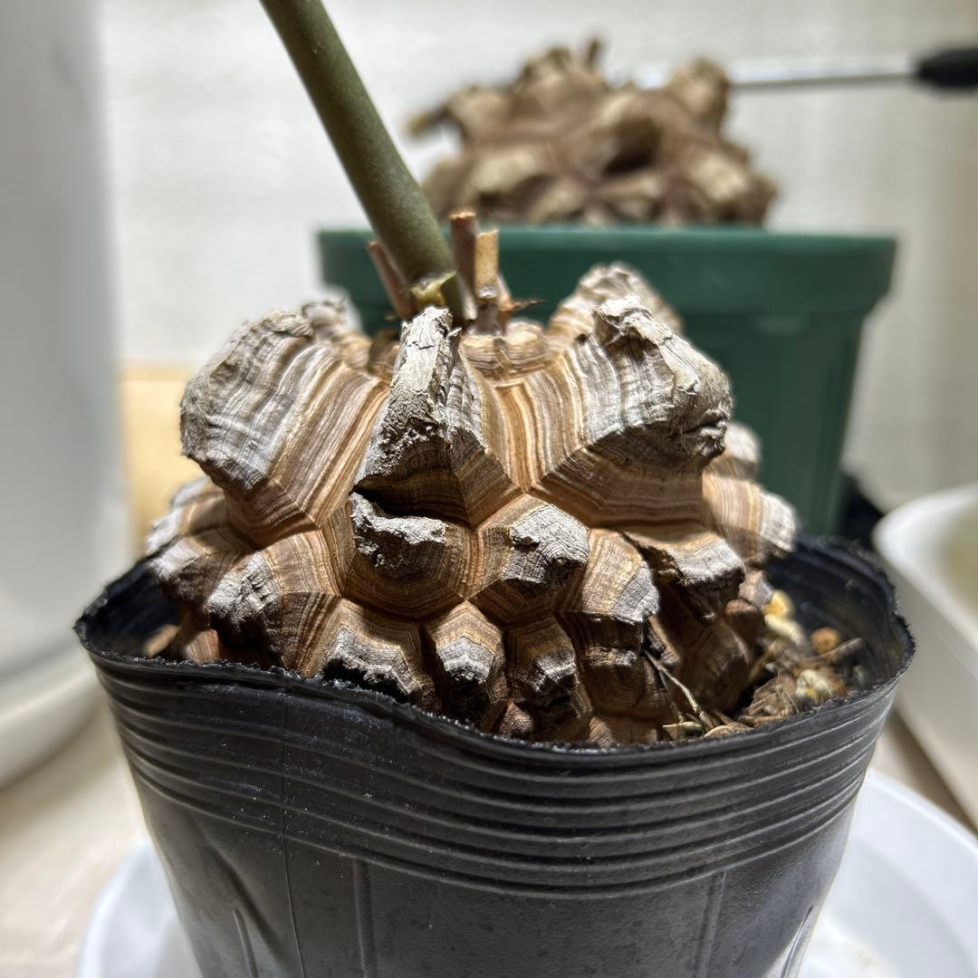 亀甲竜+キーホルダー