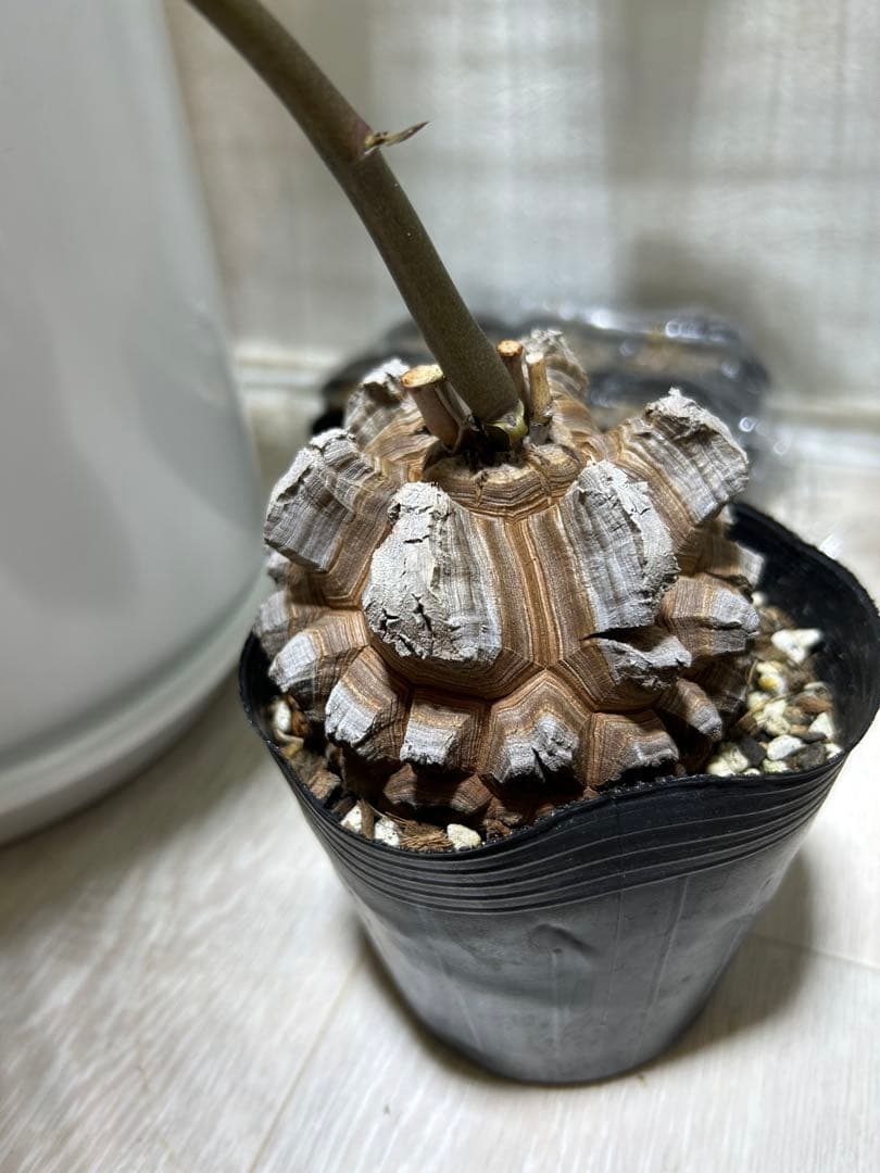 亀甲竜+キーホルダー