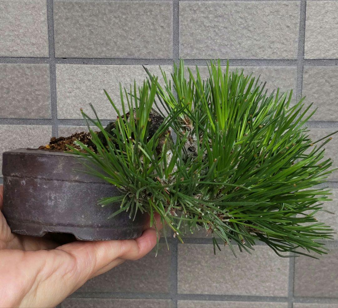 黒松　半懸崖　盆栽