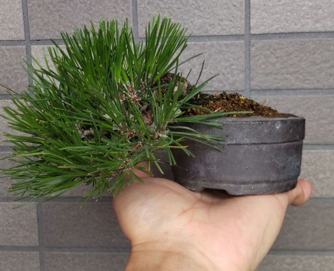 黒松　半懸崖　盆栽