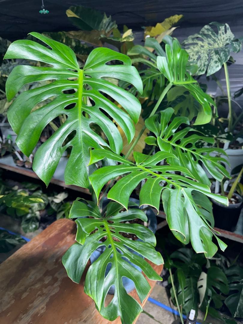 2モンステラ　デリシオーサ　チェンマイ　Chiang Maiフォーム　送料込み