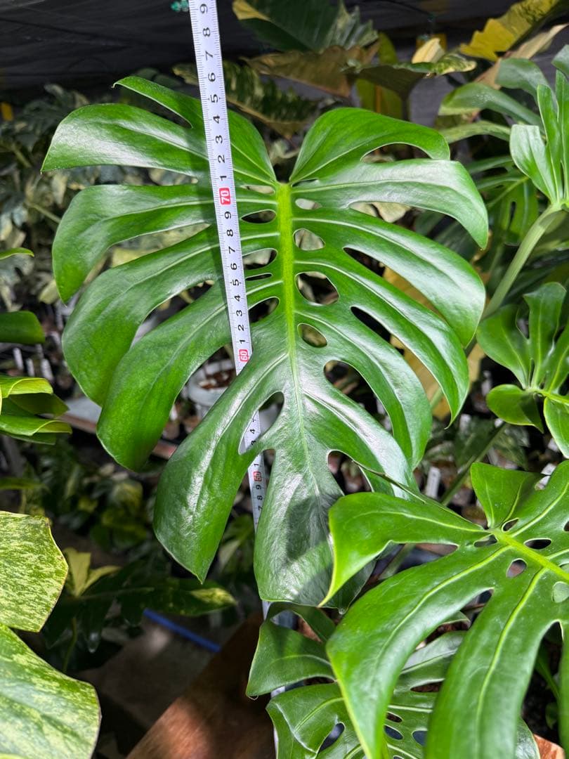 2モンステラ　デリシオーサ　チェンマイ　Chiang Maiフォーム　送料込み