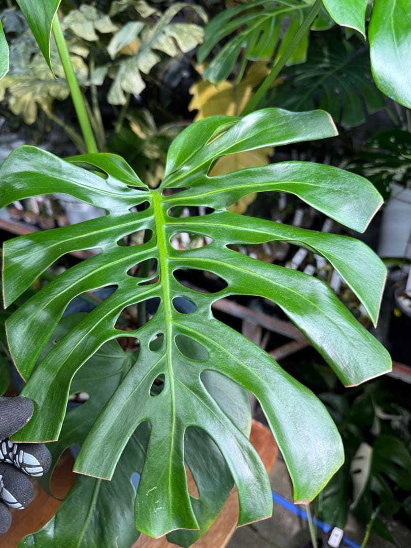 2モンステラ　デリシオーサ　チェンマイ　Chiang Maiフォーム　送料込み