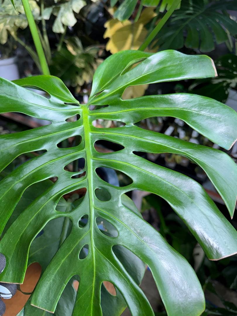 2モンステラ　デリシオーサ　チェンマイ　Chiang Maiフォーム　送料込み