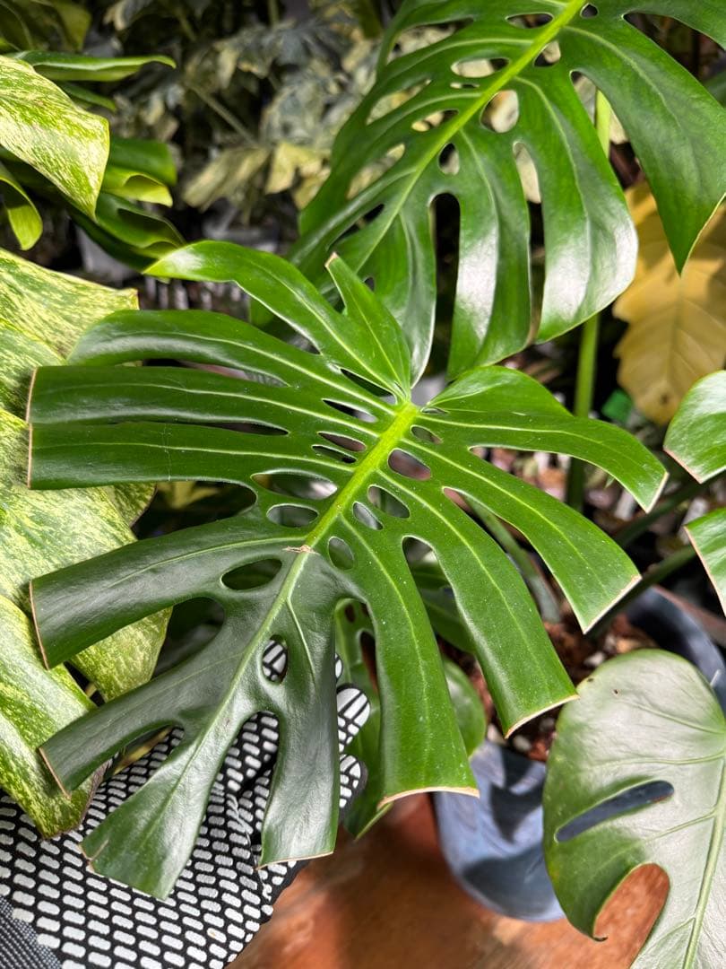 2モンステラ　デリシオーサ　チェンマイ　Chiang Maiフォーム　送料込み