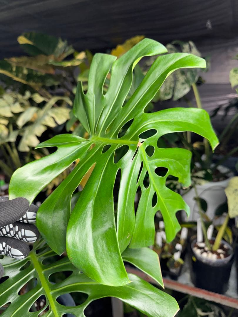 2モンステラ　デリシオーサ　チェンマイ　Chiang Maiフォーム　送料込み