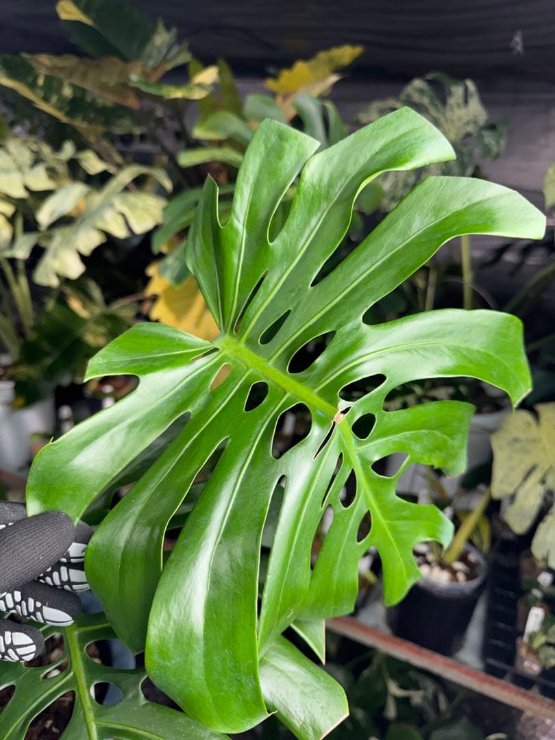 2モンステラ　デリシオーサ　チェンマイ　Chiang Maiフォーム　送料込み