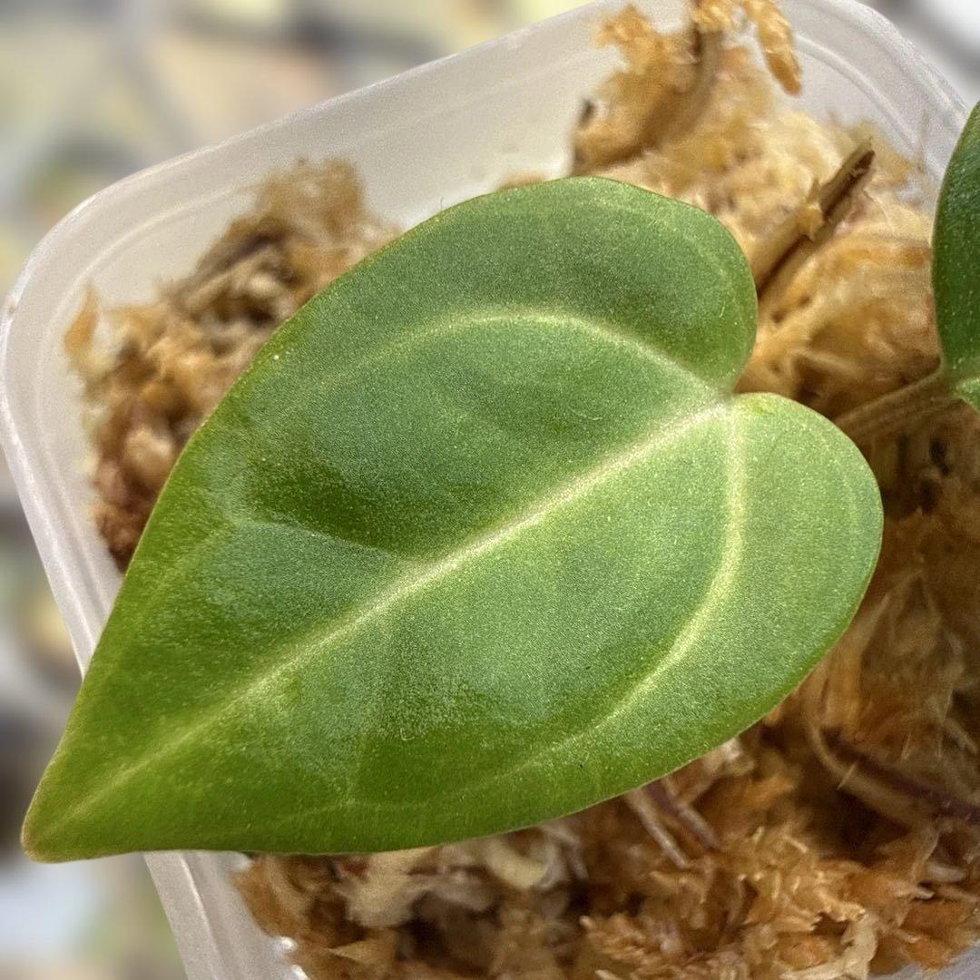 選抜 アンスリウム カーラブラッキー