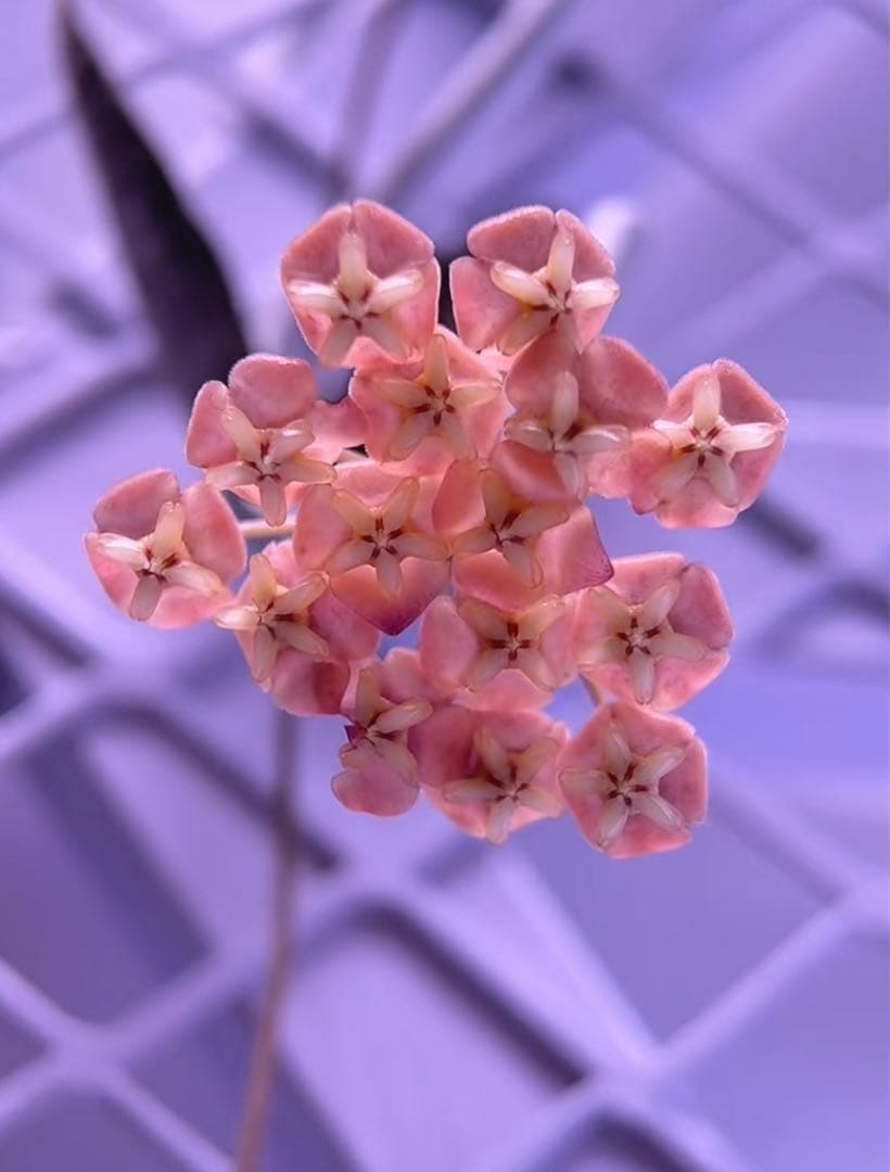 レア　ホヤ　シギラティス　シルバー サクララン