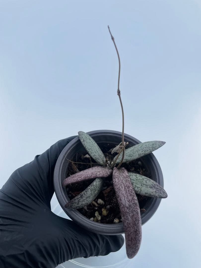 レア　ホヤ　シギラティス　シルバー サクララン