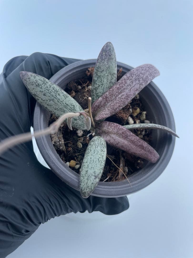 レア　ホヤ　シギラティス　シルバー サクララン