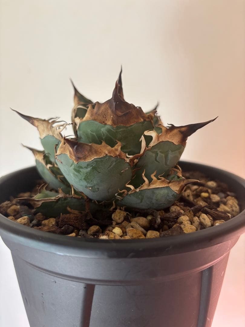 オアハカオテロイ実生