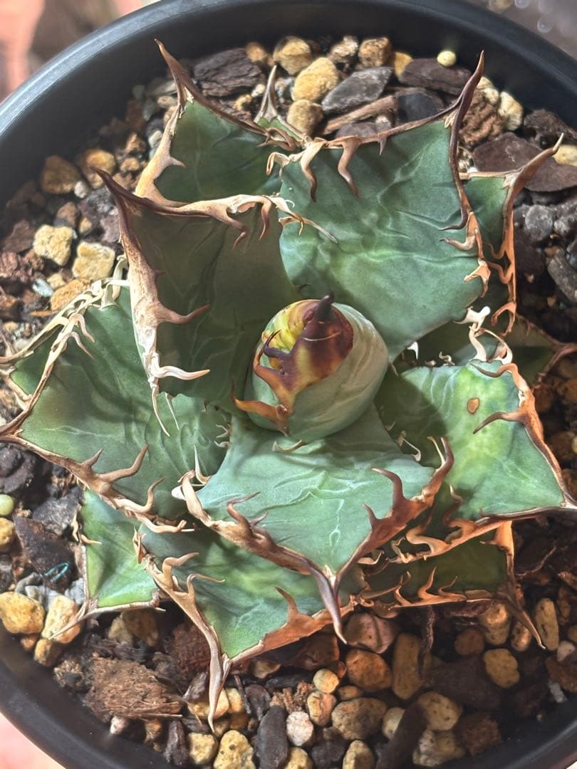 オアハカオテロイ実生